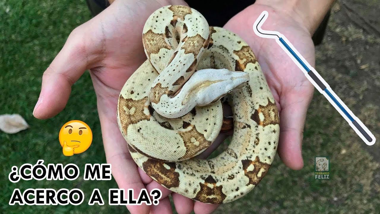 Cómo manejar la reproducción de serpientes en terrarios