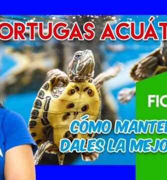 Cómo manejar la reproducción de tortugas en terrarios
