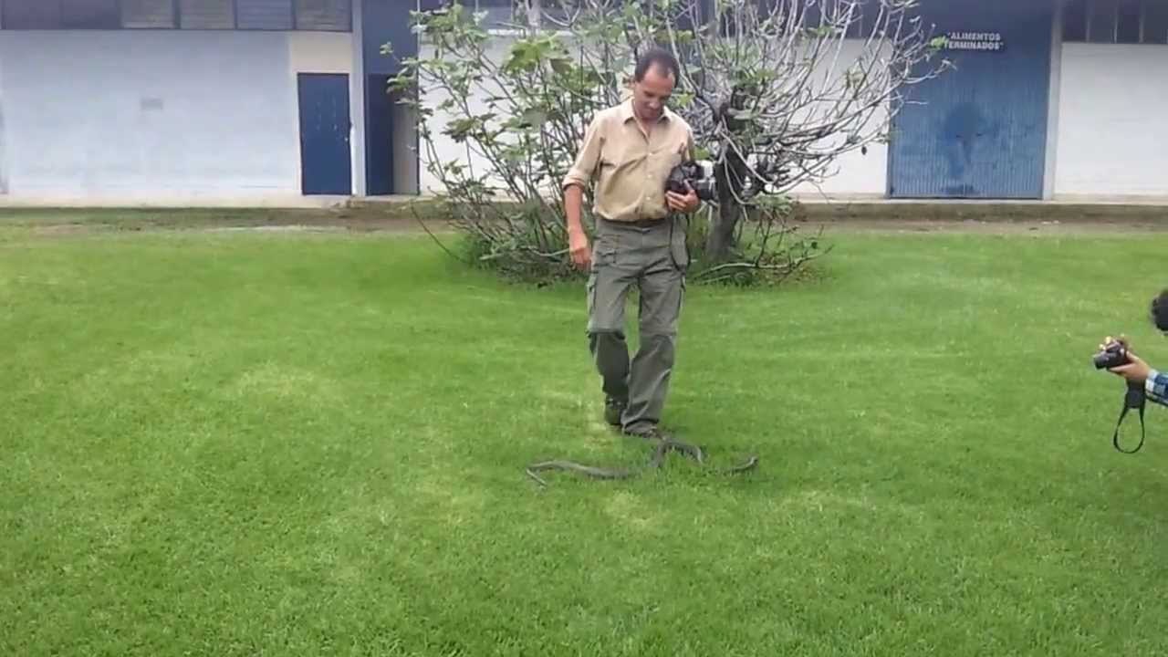 Cómo manejar la salud de reptiles durante el transporte