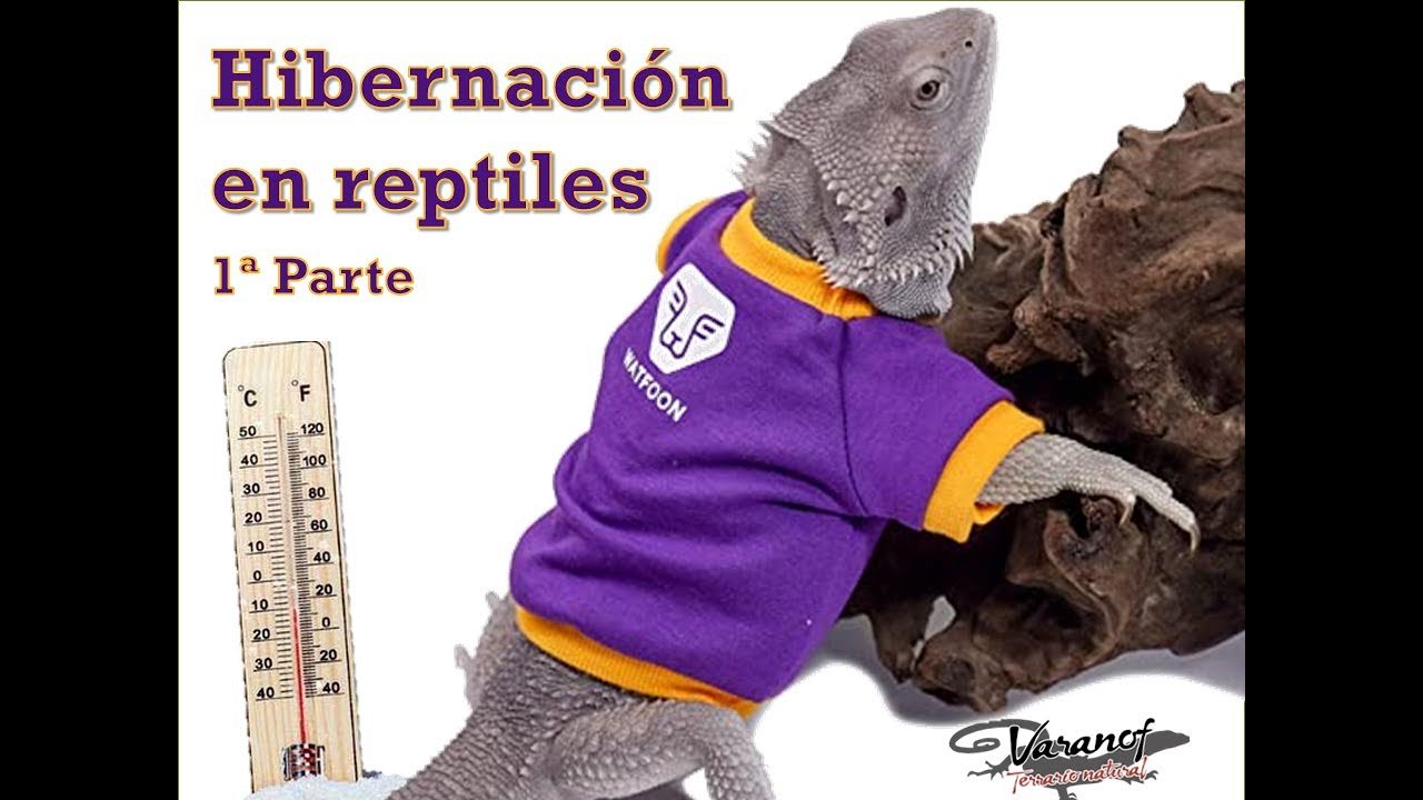 Cómo manejar la salud de reptiles durante la hibernación