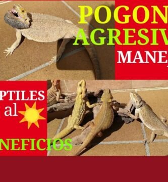 Cómo manejar reptiles agresivos en terrarios