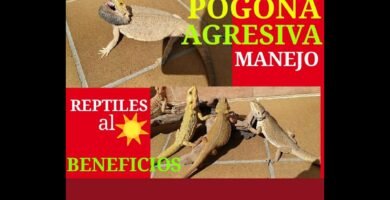 Cómo manejar reptiles agresivos en terrarios