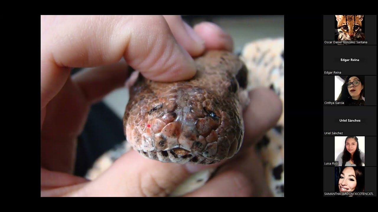 Cómo manejar reptiles con infecciones respiratorias