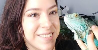 Cómo manejar reptiles en terrarios de cuarentena