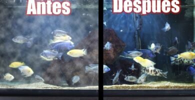 Cómo mantener un terrario acuático limpio y saludable