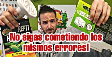 Cómo mantener un terrario de selva para reptiles