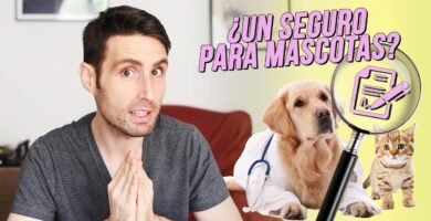 Cómo mantener un terrario seguro para niños y mascotas