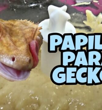 Cómo preparar comida casera para reptiles
