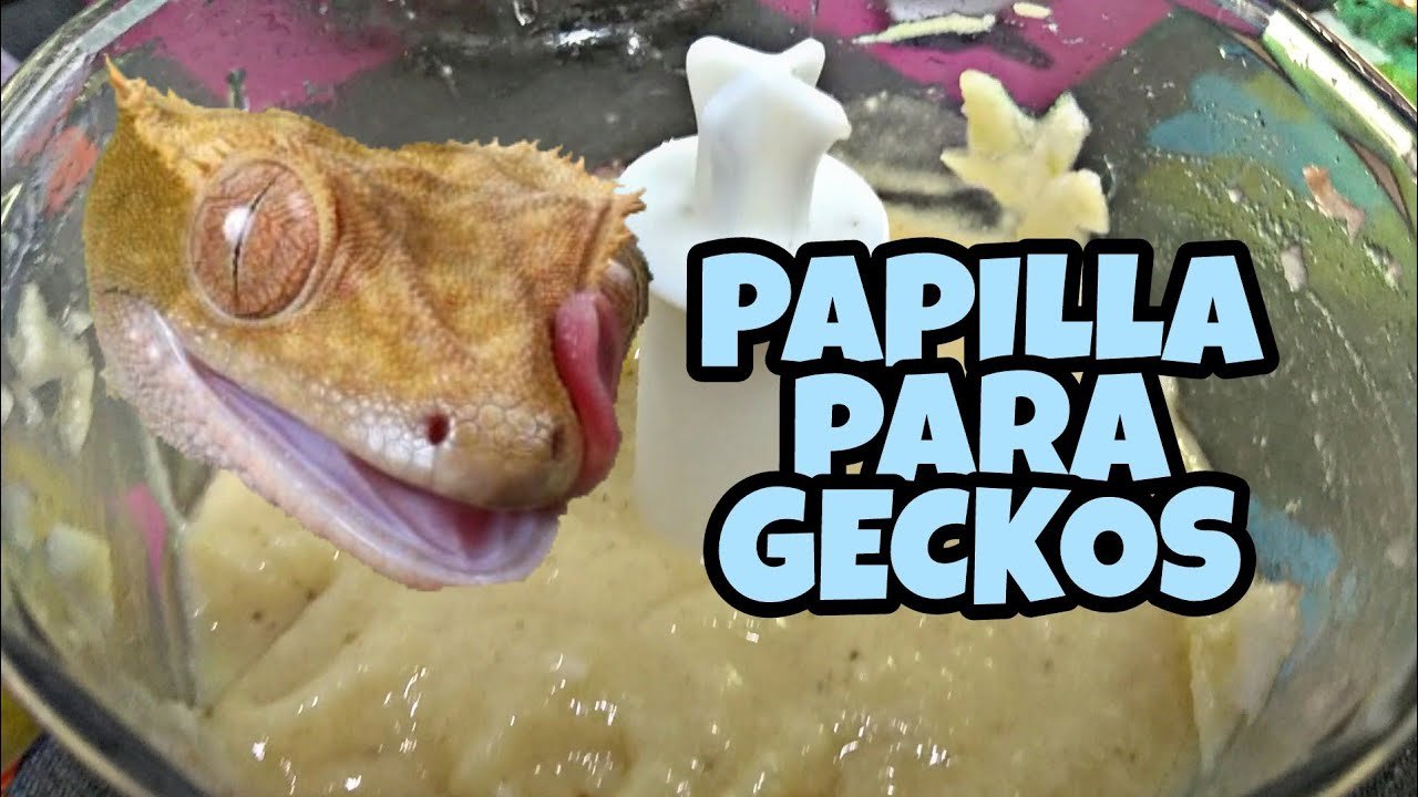 Cómo preparar comida casera para reptiles