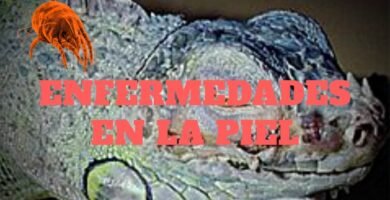 Cómo prevenir enfermedades de la piel en reptiles