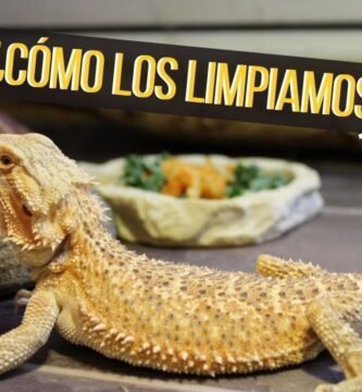 Cómo prevenir enfermedades en reptiles de terrario