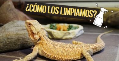 Cómo prevenir enfermedades en reptiles de terrario