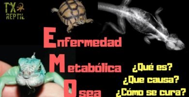 Cómo prevenir problemas digestivos en reptiles