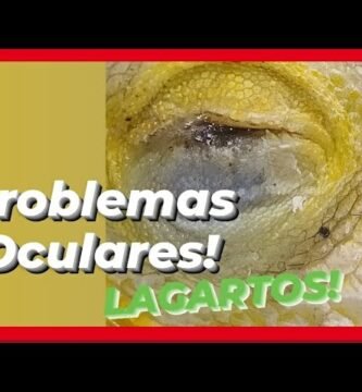 Cómo reconocer y tratar infecciones oculares en reptiles