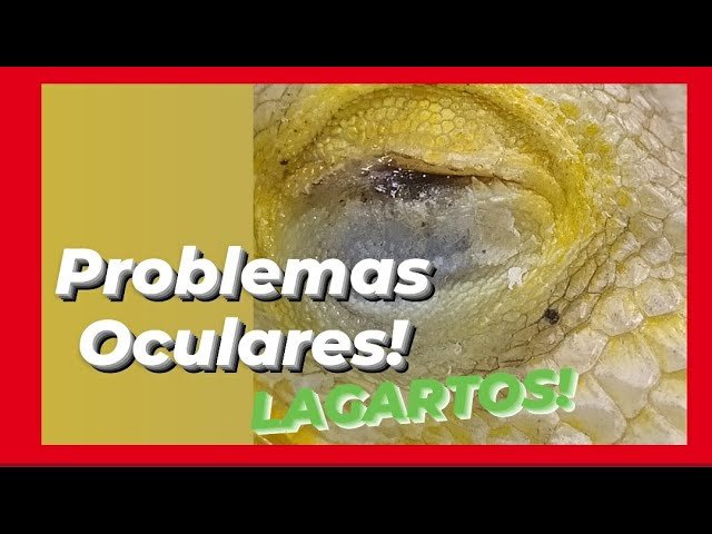 Cómo reconocer y tratar infecciones oculares en reptiles