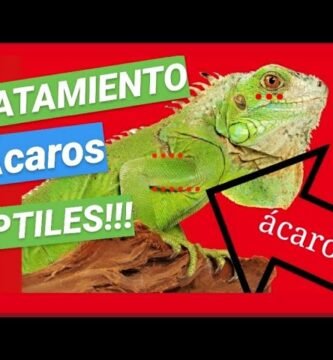 Cómo tratar parásitos en reptiles de terrario