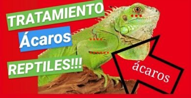 Cómo tratar parásitos en reptiles de terrario