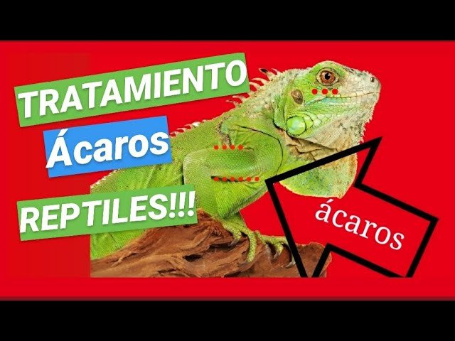 Cómo tratar parásitos en reptiles de terrario