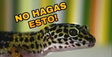 Consejos para la alimentación de reptiles nocturnos en terrarios