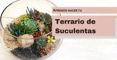 Consejos para la decoración de terrarios con plantas vivas
