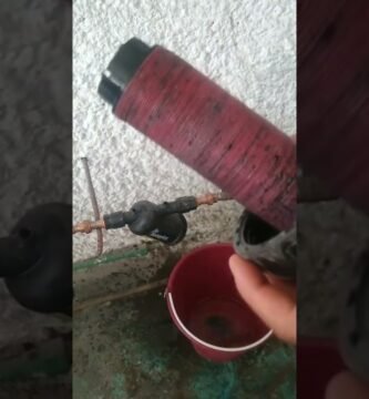 Consejos para la instalación de sistemas de filtración en terrarios acuáticos