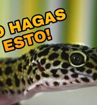 Consejos para la reproducción de reptiles en terrarios