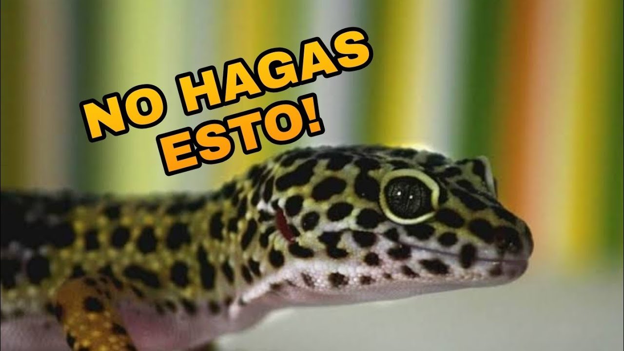 Consejos para la reproducción de reptiles en terrarios