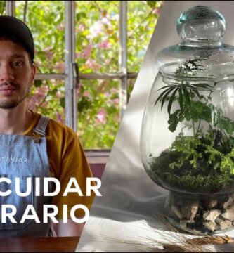 Consejos para mantener la humedad en un terrario desértico
