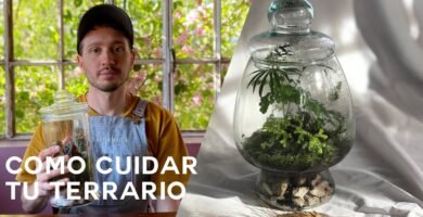 Consejos para mantener la humedad en un terrario desértico