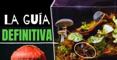 Consejos para mantener un terrario bioactivo saludable