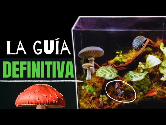 Consejos para mantener un terrario bioactivo saludable