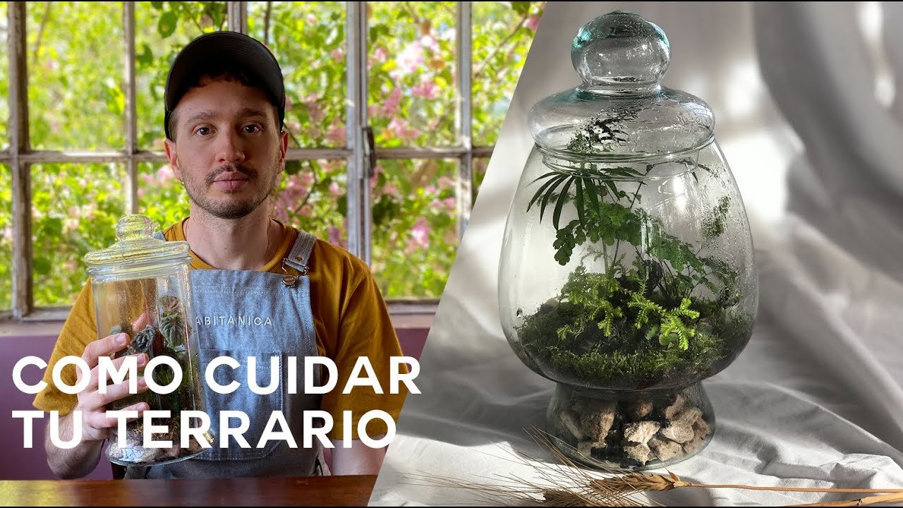 Consejos para mantener un terrario tropical saludable
