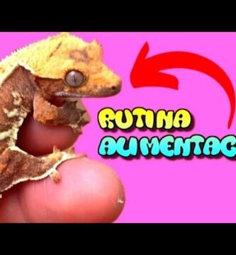 Dieta y nutrición para geckos crestados