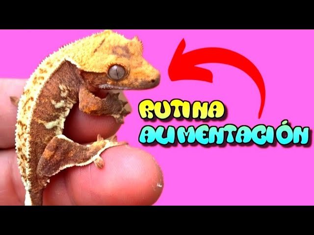 Dieta y nutrición para geckos crestados