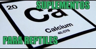 El uso de vitaminas y suplementos en la dieta de reptiles