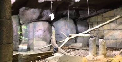 Estrategias para enriquecer el ambiente de reptiles arbóreos