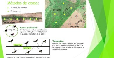 Estrategias para enriquecer el ambiente de reptiles comunitarios