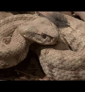 Estrategias para enriquecer el ambiente de reptiles nocturnos