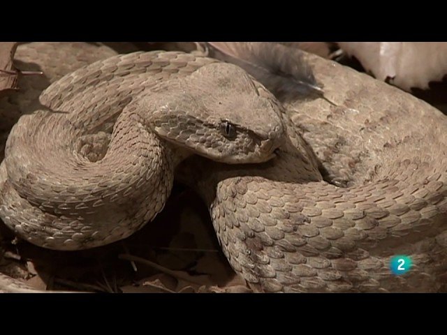 Estrategias para enriquecer el ambiente de reptiles nocturnos
