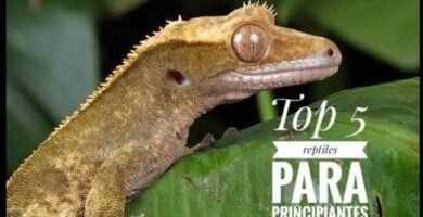 Estrategias para reproducir reptiles en terrarios