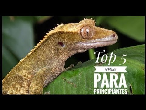 Estrategias para reproducir reptiles en terrarios