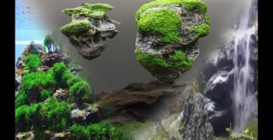 Ideas creativas para fondos de terrarios