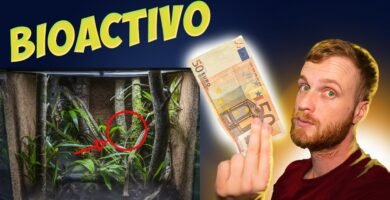 Ideas para decorar un terrario de reptiles