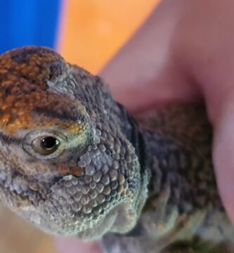 Importancia del sustrato en la salud de los reptiles