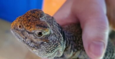 Importancia del sustrato en la salud de los reptiles