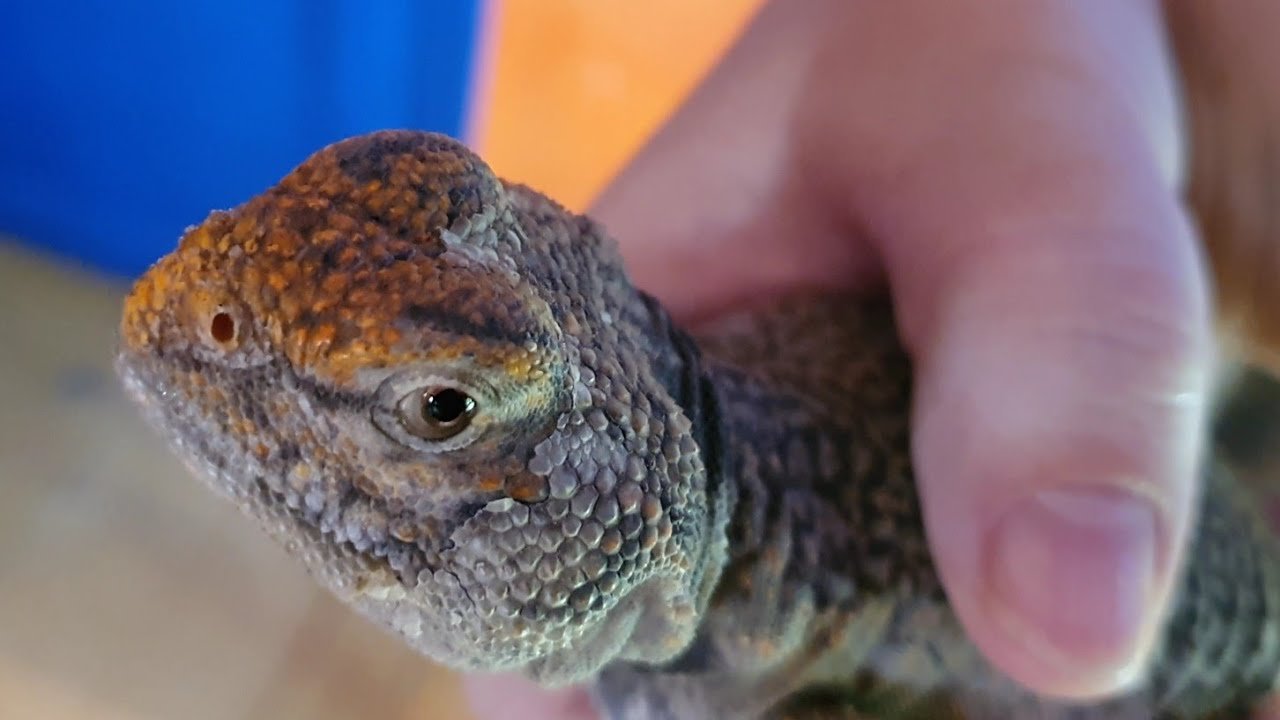 Importancia del sustrato en la salud de los reptiles