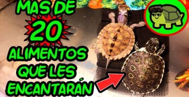 La dieta ideal para tortugas en terrarios