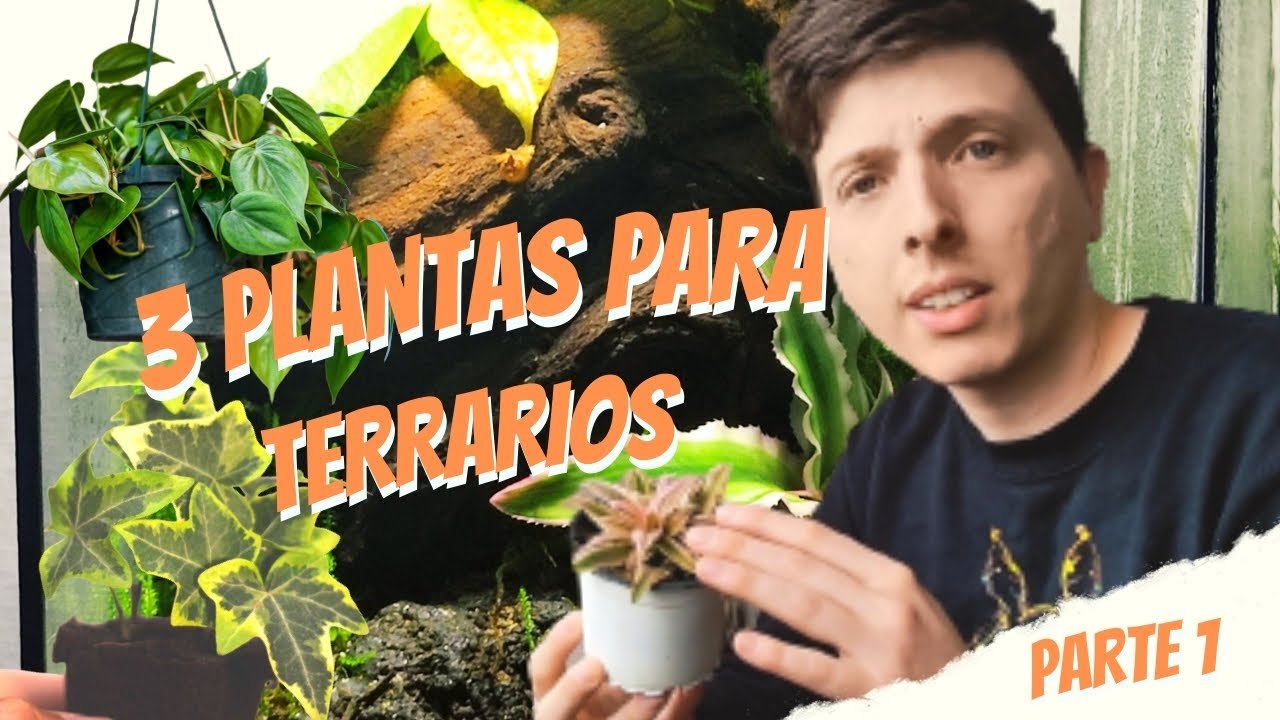 La elección de plantas seguras para terrarios