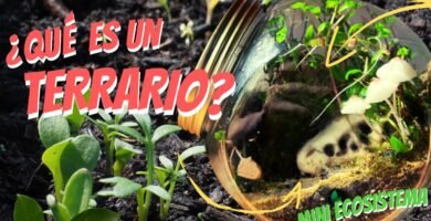 La importancia de la bioseguridad en terrarios