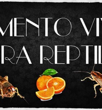 La importancia de la hidratación en la dieta de reptiles
